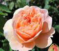 Роза Charles de Nervaux (Шарль де Нерво) — фото 2