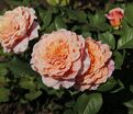 Роза Festival des Jardins de Chaumont (Фестиваль де Жардан де Шомон) — фото 2