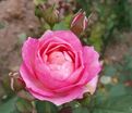 Роза Madame de Stael (Мадам де Сталь) — фото 3