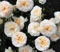 Роза Cream Abundance (Крим Абанданс) — фото 2