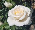 Роза Cream Abundance (Крим Абанданс) — фото 5