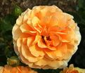 Роза Garden Glory (Гарден Глори) — фото 2