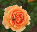 Роза Garden Glory (Гарден Глори) — фото 3