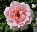 Роза L’Aimant (Лайман) — фото 2
