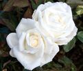 Роза Mary Berry Rose (Мэри Берри Роуз) — фото 2