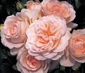 Роза Miss Dior (Мисс Диор) — фото 2