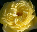 Роза Mountbatten (Маунтбаттен) — фото 3