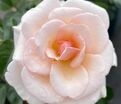Роза Pearl Abundance (Пёрл Абанданс) — фото 2
