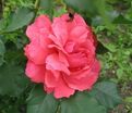 Роза Pink Abundance (Пинк Абанданс) — фото 2