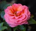 Роза Pink Abundance (Пинк Абанданс) — фото 4