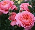 Роза Pink Abundance (Пинк Абанданс) — фото 7