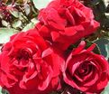 Роза Red Abundance (Ред Абанданс) — фото 2
