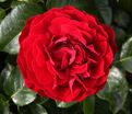 Роза Red Abundance (Ред Абанданс) — фото 3