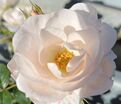 Роза Sheer Silk (Шиир Силк) — фото 2