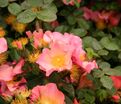 Роза Simple Peach (Симпл Пич) — фото 2