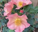 Роза Simple Peach (Симпл Пич) — фото 4