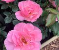 Роза The Eve Rose (Зе Ив Роуз) — фото 2