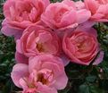 Роза The Eve Rose (Зе Ив Роуз) — фото 3
