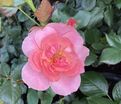 Роза The Eve Rose (Зе Ив Роуз) — фото 4