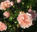 Роза Twiggy's Rose (Твигги'с Роуз) — фото 2