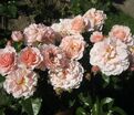Роза Twiggy's Rose (Твигги'с Роуз) — фото 3
