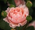 Роза Twiggy's Rose (Твигги'с Роуз) — фото 4