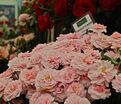 Роза Twiggy's Rose (Твигги'с Роуз) — фото 5