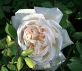 Роза White Gold (Уайт Голд) — фото 4
