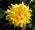 Роза Golden Lady Ruffle's (Голден Леди Рафлз) — фото 2