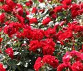 Роза Black Forest Rose (Блэк Форест Роуз) — фото 2
