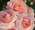 Роза Cremosa (Кремоза) — фото 2