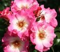 Роза Dolomiti (Доломиты) — фото 4