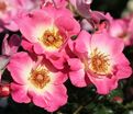 Роза Dolomiti (Доломиты) — фото 5