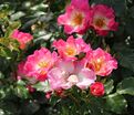 Роза Dolomiti (Доломиты) — фото 6