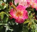Роза Dolomiti (Доломиты) — фото 7