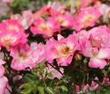 Роза Dolomiti (Доломиты) — фото 10