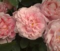 Роза Garden of Roses (Гарден оф Роузес) — фото 3