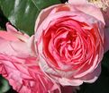 Роза Kolner Flora (Кёльнер Флора) — фото 2