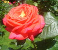 Роза Konigin der Rosen (Конигин Дер Розен) — фото 2