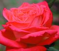 Роза Konigin der Rosen (Конигин Дер Розен) — фото 3