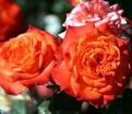 Роза Mandarin (Мандарин) — фото 2