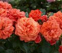 Роза Orangerie (Оронжери) — фото 2
