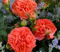 Роза Orangerie (Оронжери) — фото 3