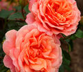 Роза Peach Melba (Пич Мельба) — фото 2