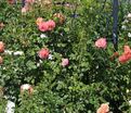 Роза Peach Melba (Пич Мельба) — фото 5