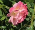 Роза Peach Melba (Пич Мельба) — фото 6