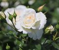 Роза Petticoat (Петтикоут) — фото 3