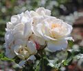 Роза Petticoat (Петтикоут) — фото 6