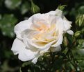 Роза Petticoat (Петтикоут) — фото 8