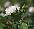 Роза Petticoat (Петтикоут) — фото 9